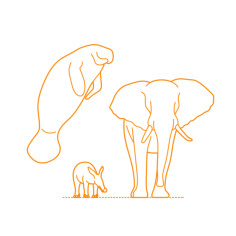 Animals Afrotheres Outline Drawing Svg Vector, Free Vectors File